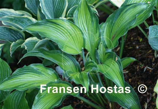 Hosta High Voltage